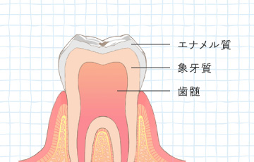 エナメル質・象牙質・歯髄